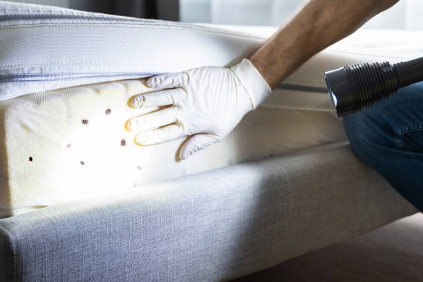 Best Wasp Removal Services  in Lake Holiday, IL