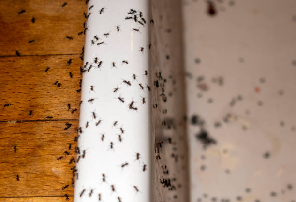 Best Insect Control  in Lake Holiday, IL