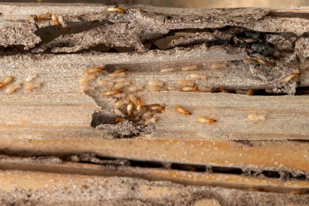 Best Mosquito Control Services  in Lake Holiday, IL